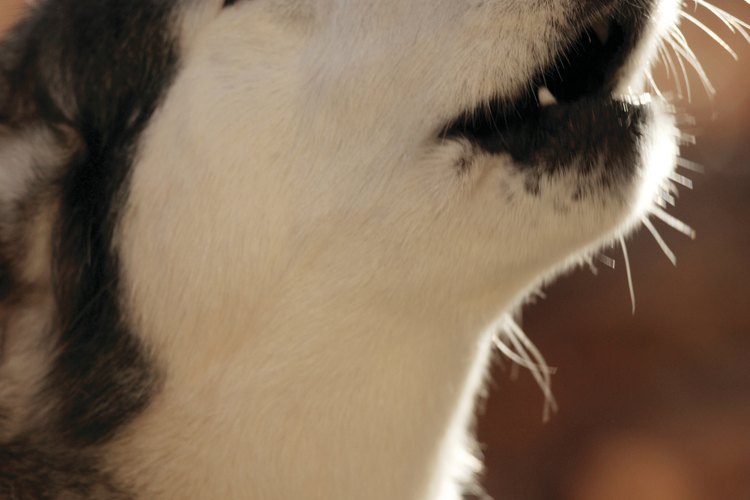 Podrías notar que el ladrido de tu perro es ronco.