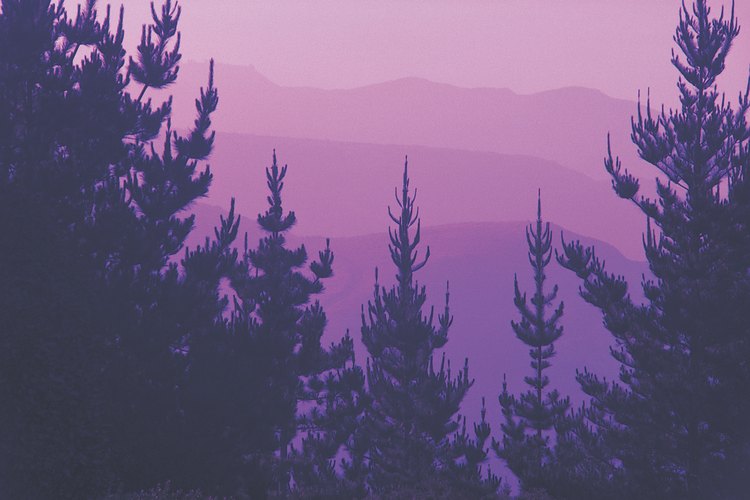 El pino es el árbol más representativo de Honduras.