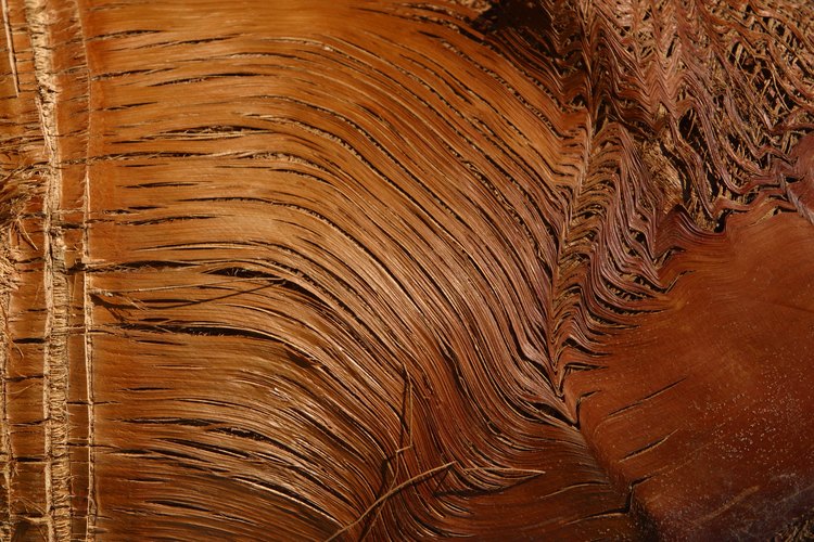 Un nudo flojo, también conocido como un nudo negro, se produce cuando una rama muerta se incrusta en el tronco del árbol en crecimiento
