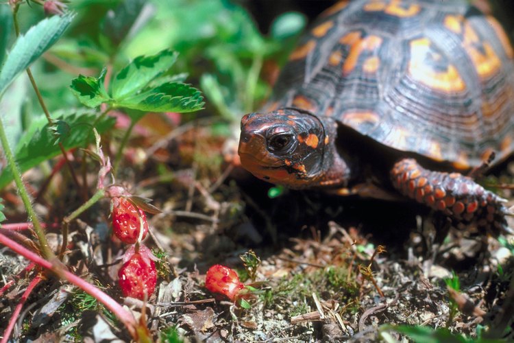 Las frutillas silvestres forman parte de la alimentación de animales pequeños y pájaros.