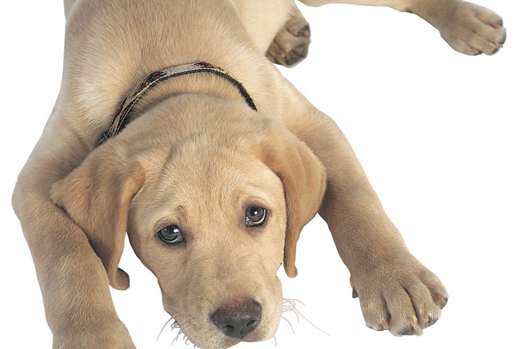 Los cachorros necesitan un padre también.