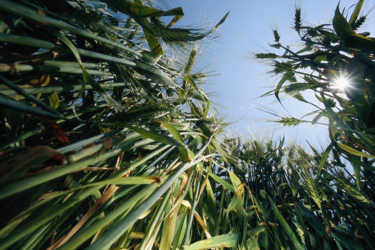 El maíz de campo produce de una a dos mazorcas por planta.