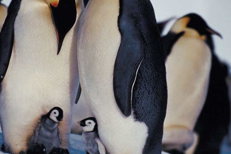 Algunos pingüinos viven en sociedades cooperativas.