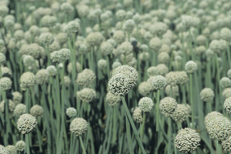 Flores en un cultivo de ajos.