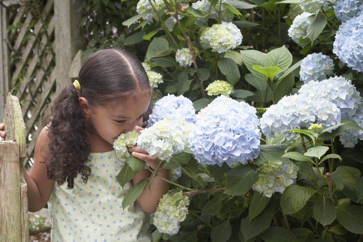 Niña oliendo hortensias.