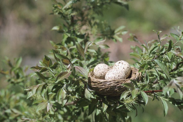 Las aves construyen nidos para sus huevos.