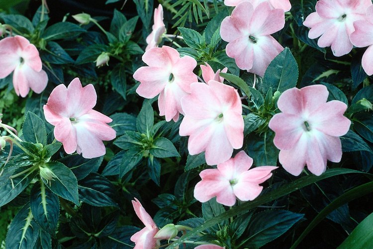 Vinca rosácea