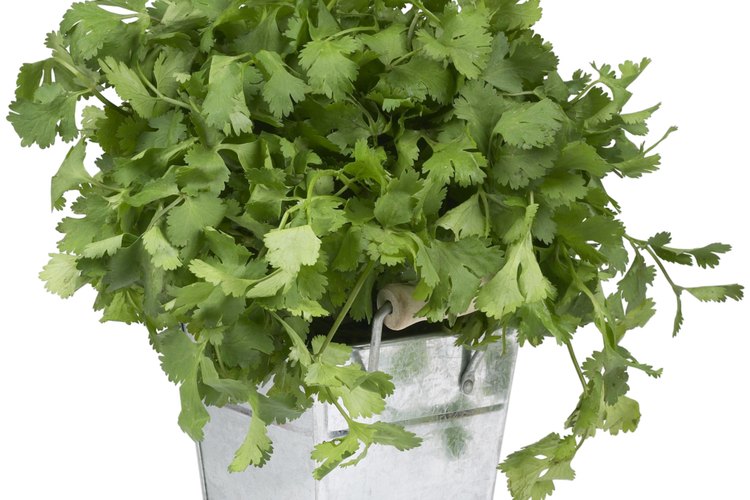 Las semillas de “coriander” son las que posteriormente se convertirán en la planta de cilantro.