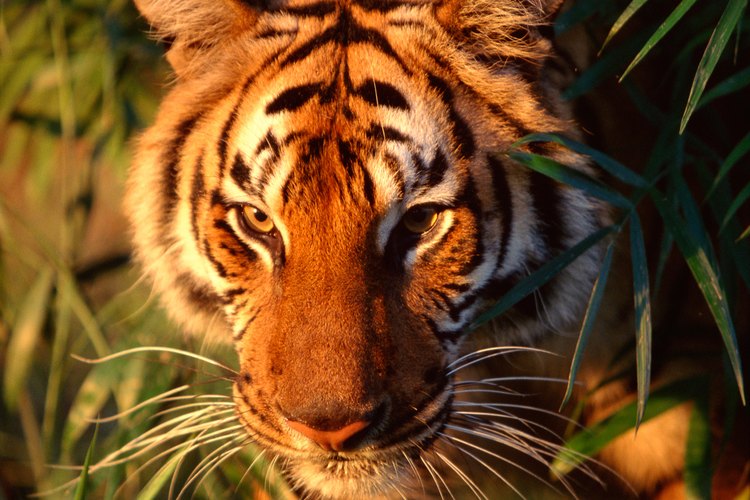 Los tigres están muy amenazados por la destrucción humana de su hábitat.