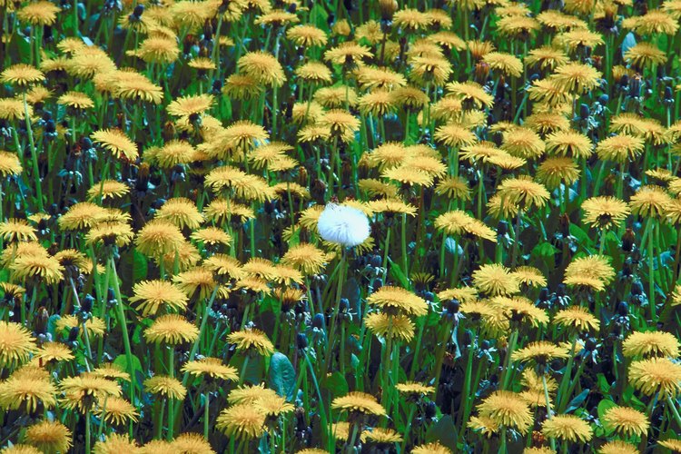 Las flores conocidas como dientes de león pueden cosecharse y destilarse como vinos.