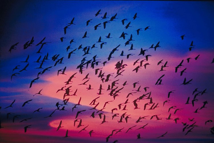 Muchas aves migran en bandada durante los meses de invierno.