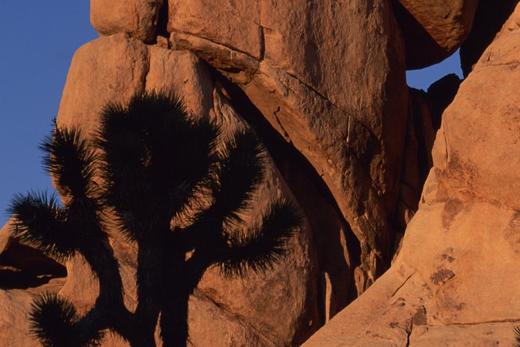 Joshua Tree National Park es famoso por sus rocas de escalada y el búlder como lo es por sus extraños árboles.