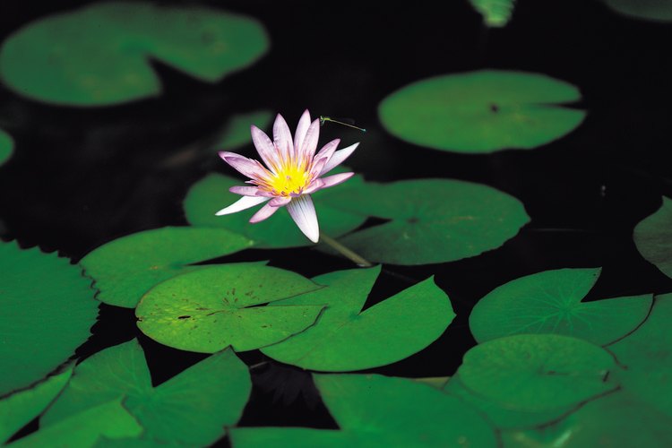 Las flores del loto se elevan sobre el agua.