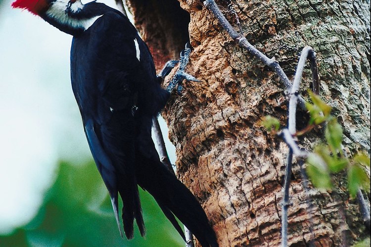 El pájaro carpintero tiene dos dedos hacia delante y dos dedos mirando hacia atrás, lo que le ayuda a trepar los árboles.