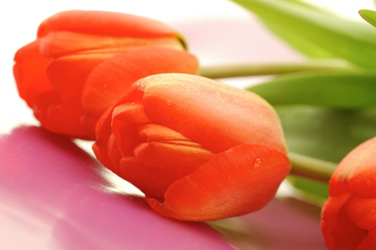 Los tulipanes son monocotiledóneos.