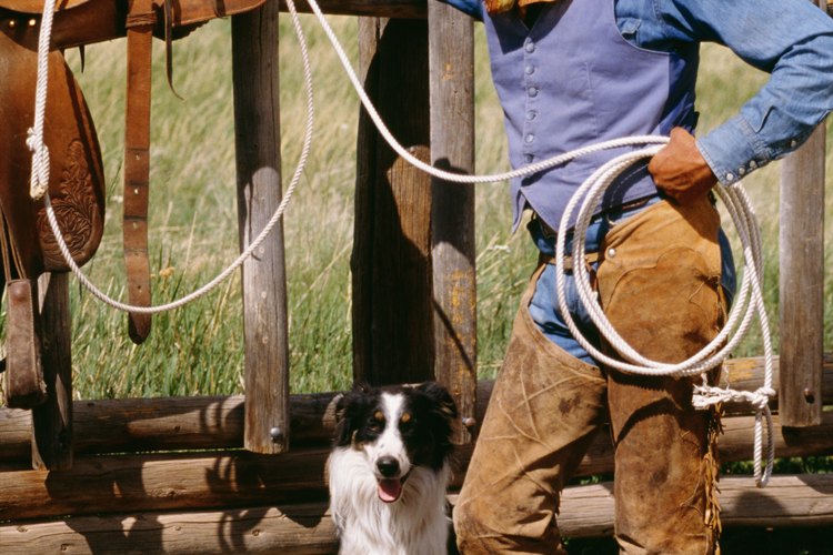Los border collies son una raza de pastoreo y con frecuencia se encuentran tanto en ranchos grandes como pequeños.
