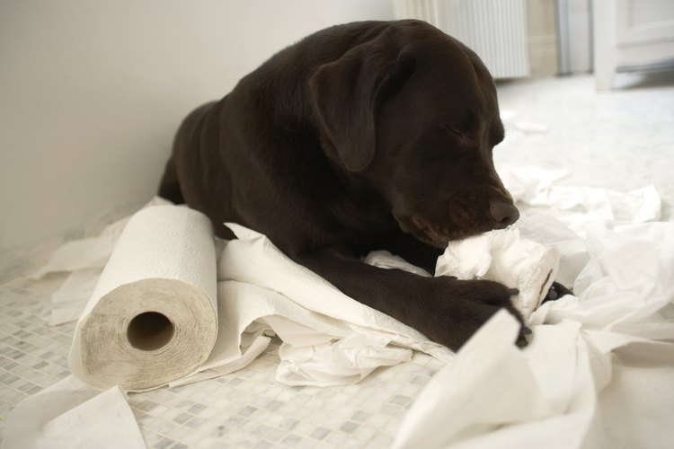 Los cachorros de labrador retriever son típicamente perros juguetones y amistosos que están llenos de energía.