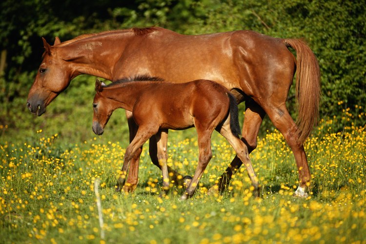 El tiempo normal de gestación de los caballos es de 11 meses.