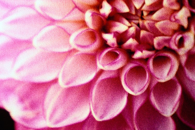 Dalia