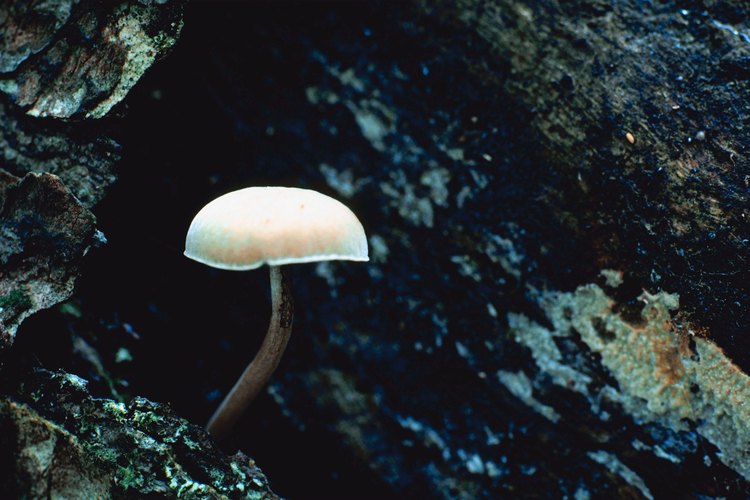 Las setas son la evidencia externa de una infección por hongos en el árbol.