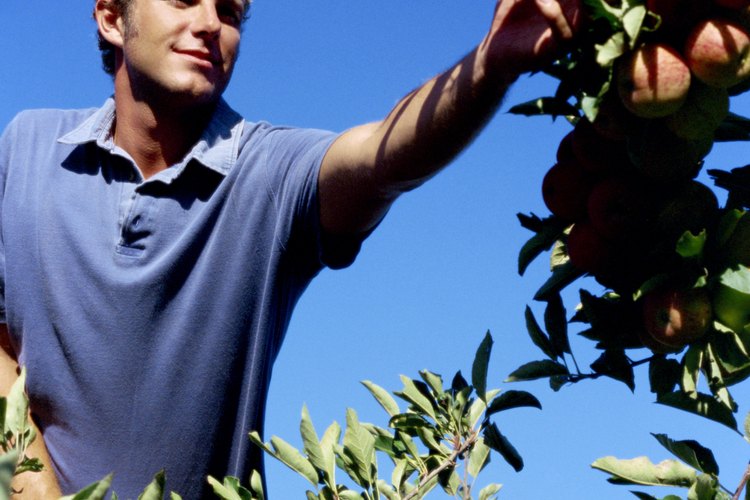 La polinización te asegura un conjunto de manzanas y de otros frutos.