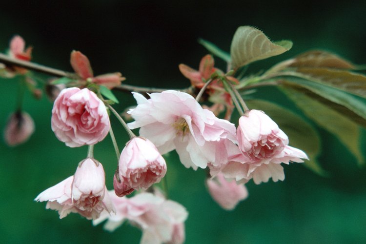Kwanzan es un cultivo del cerezo oriental con flores dobles que tienen un pétalo adicional.