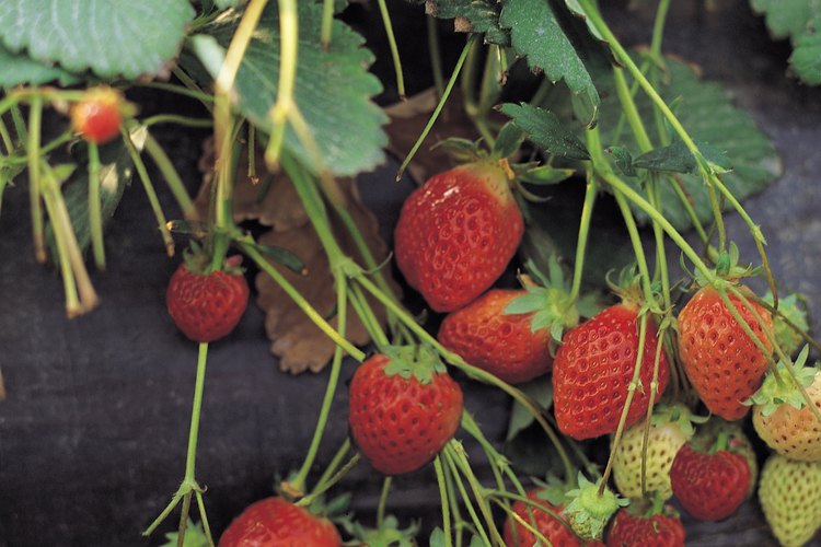 Las guías son tallos largos con plantas más pequeñas que están creciendo después de que una planta de fresa produce fruto.