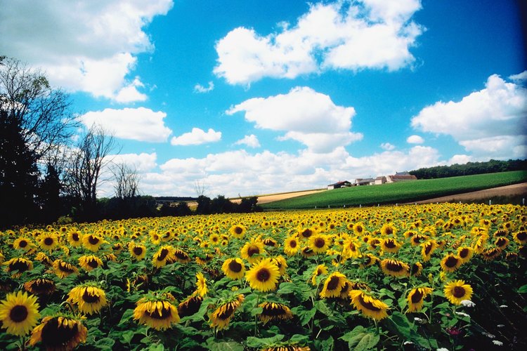 Girasoles.