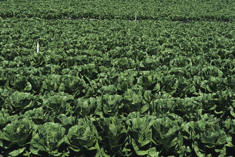 Es mejor comer la lechuga romana antes de que florezca.