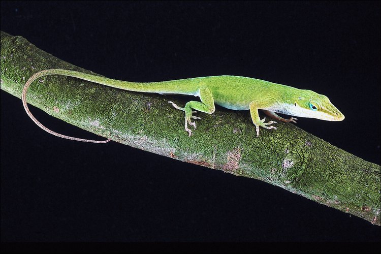 Los lagartos o las salamandras se alimentan de insectos.