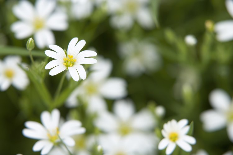 Flores.