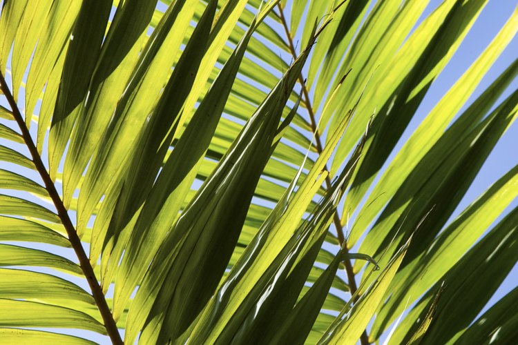 Las palmeras prosperan en climas tropicales.