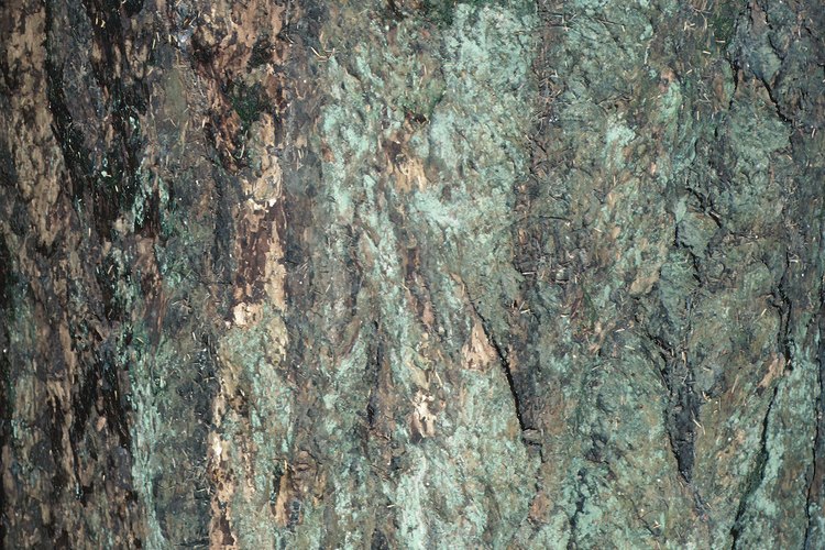 Líquenes de varios tipos y colores adornan los troncos de los árboles.