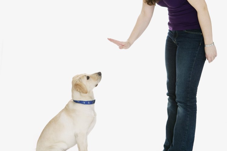 Las señales básicas de obediencia ayudan a la clasificación como el alfa de tu perro.