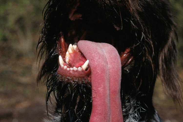 Un perro cansado y con calor jadea para refrescarse.