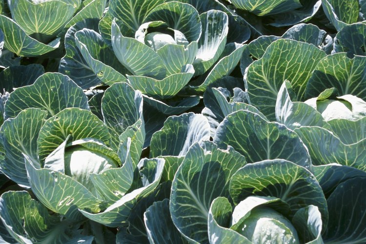 La fertilización adecuada ayuda a cultivar repollos grandes y sanos.