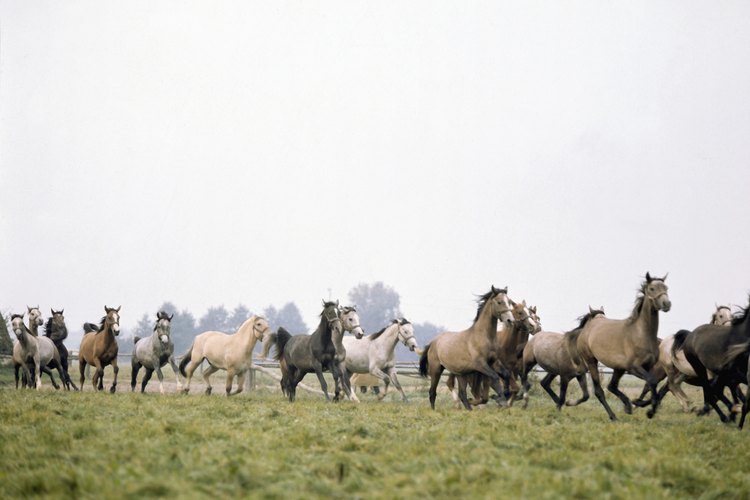 Los caballos vienen en varios colores.