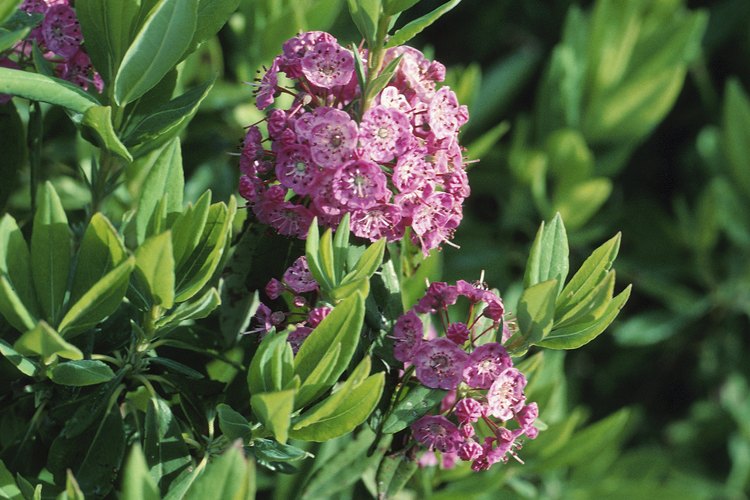 Fertiliza tus azaleas a principios de la primavera y el verano.