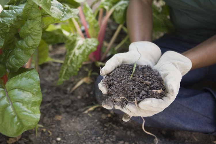 La preparación adecuada de la cama de siembra ayuda a obtener un jardín vegetal productivo.