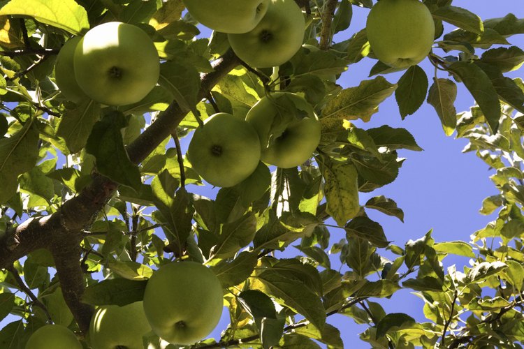 Los manzanos necesitan un lugar soleado y protegido de los vientos huracanados.