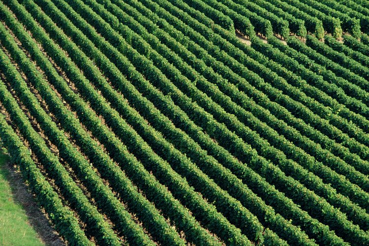Agricultura.