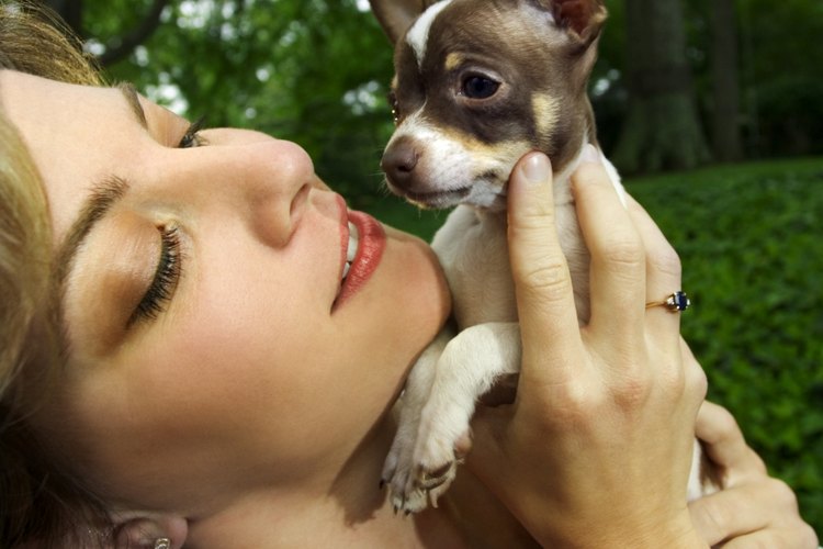 os chihuahuas cabeza de manzana pesan sólo alrededor de 6 libras (3 Kg) en su madurez, esto si el perro no tiene exceso de peso.