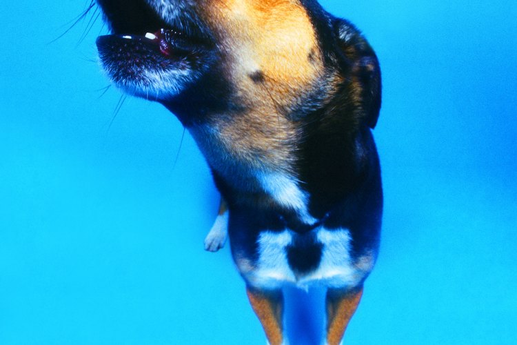 ¿Qué hacer cuando el perro del vecino no deja de ladrar?