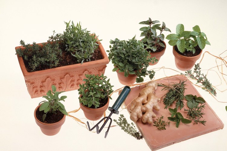 La menta es necesaria para la parcela de hierba del jardinero principiante.