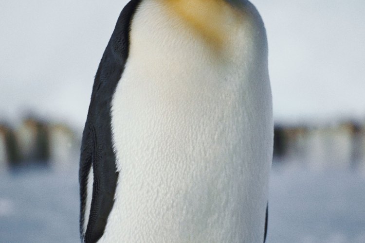 Los pingüinos jóvenes se resguardan del frío bajo los cuerpos de sus padres.