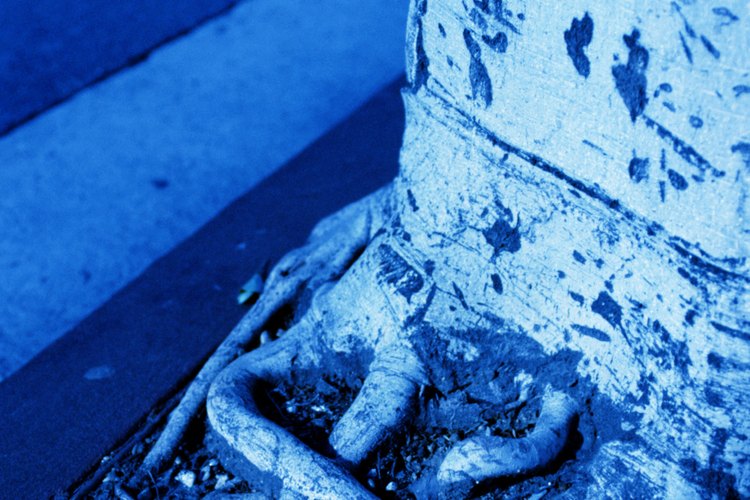 Las raíces del árbol pueden dañar las aceras, adoquines, cimientos y muros de contención.