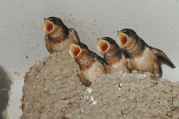 Las aves jóvenes pueden tener "labios" amarillos.