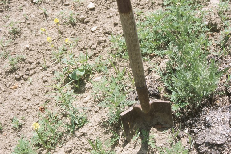 Las layas pueden excavar y revolver el suelo.