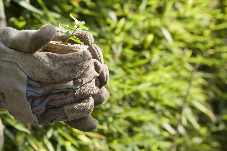 Planta de albahaca.