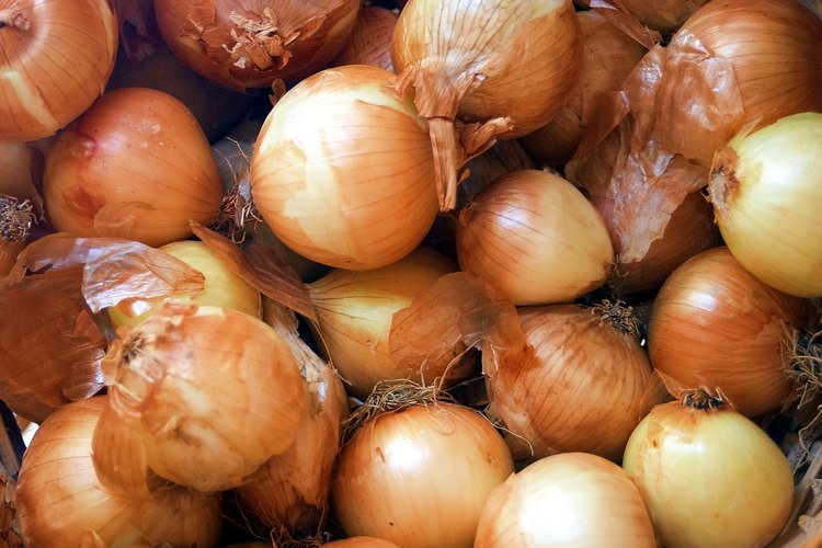 Las cebollas "picantes" también se denominan cebollas para almacenamiento.